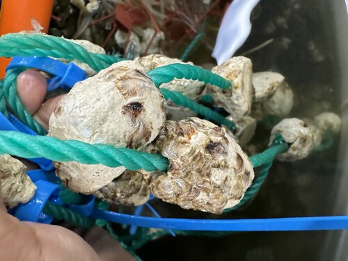 Exciting milestone reached at the hatchery as the first batch of triploid oyster seeds is successfully produced this season. 